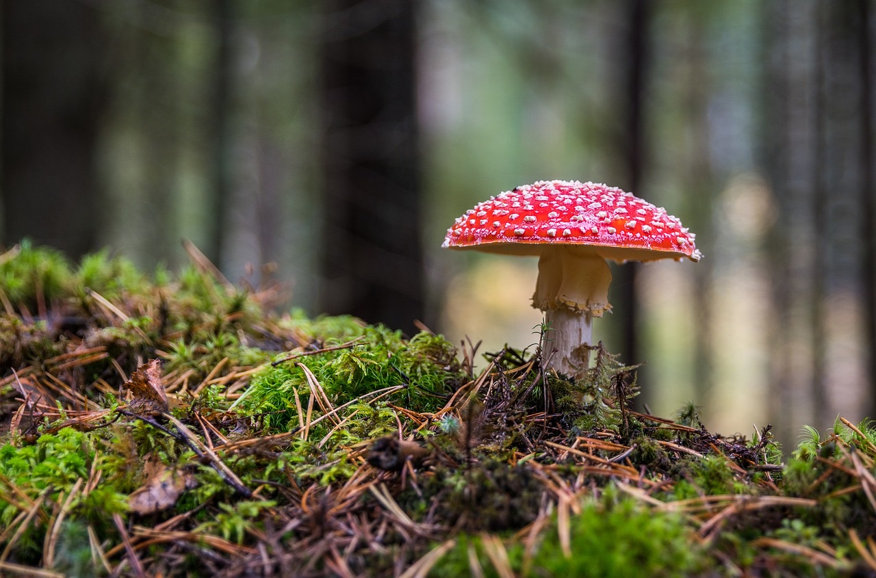 Red mushroom in forest